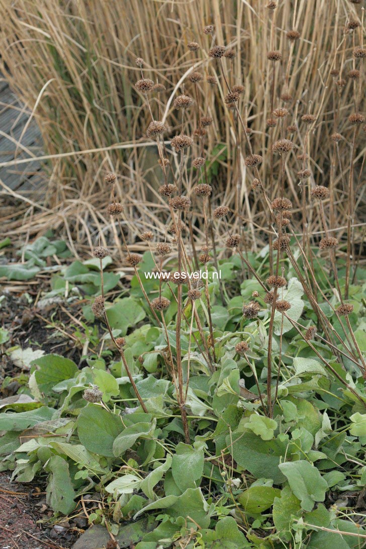 Phlomis fruticosa