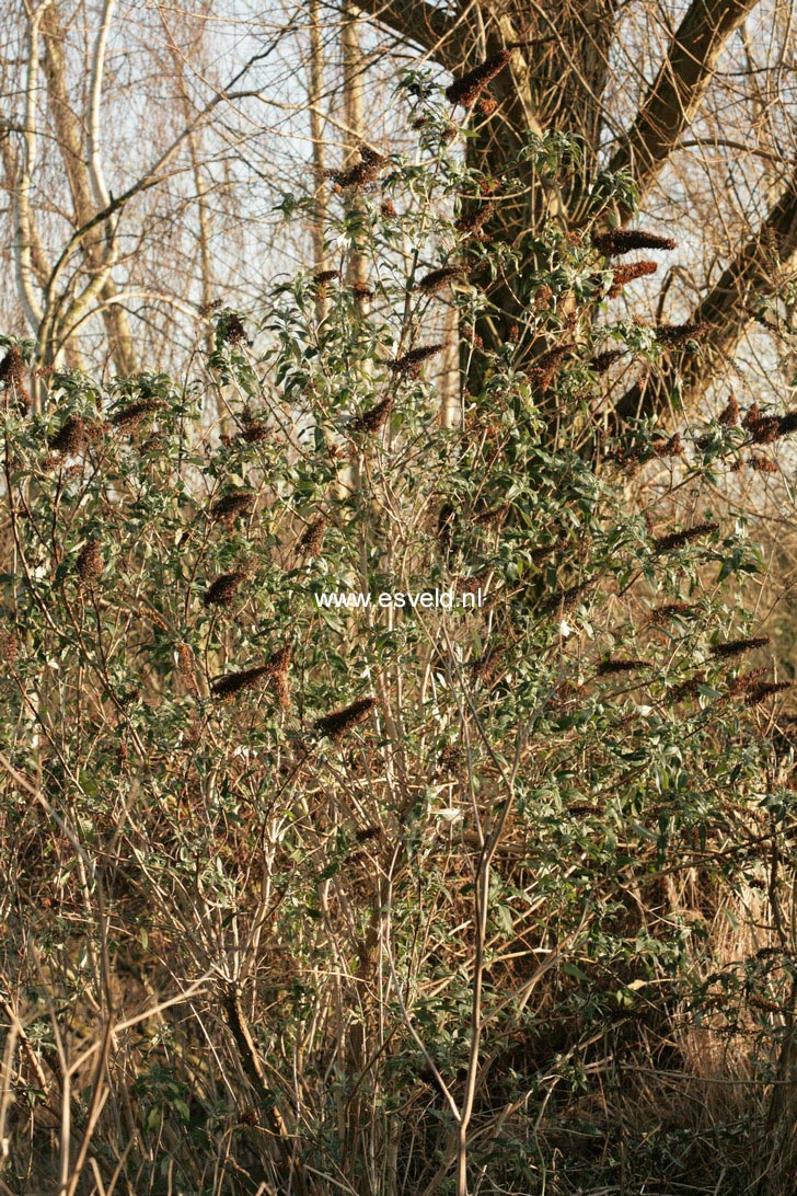Buddleja davidii