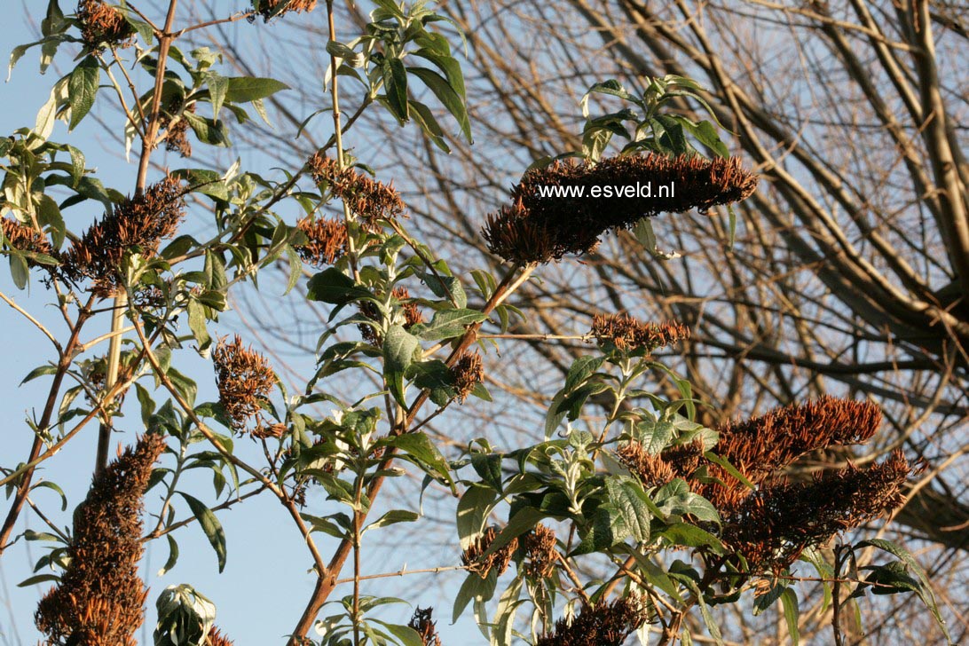 Buddleja davidii