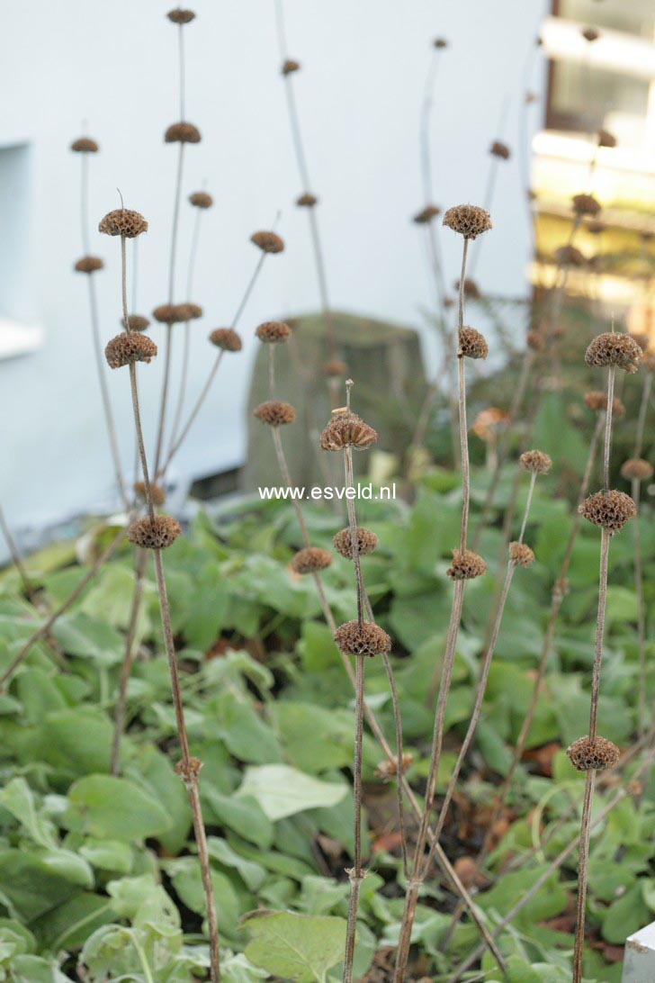 Phlomis fruticosa