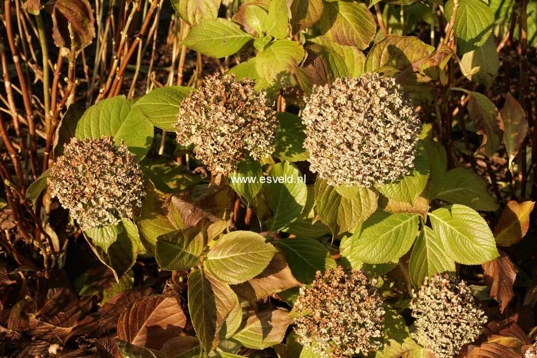 Hydrangea macrophylla 'Ayesha'