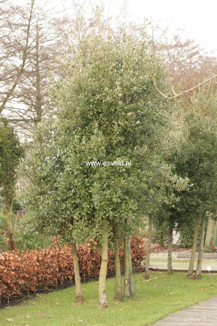 Quercus ilex