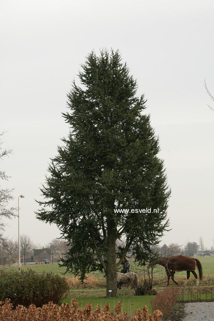 Cedrus libani 'Fastigiata'