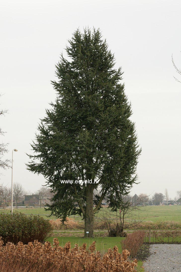 Cedrus libani 'Fastigiata'