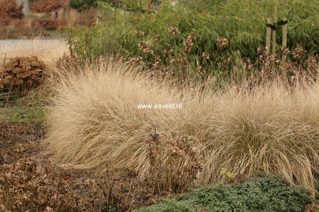 Pennisetum alopecuroides 'Hameln'