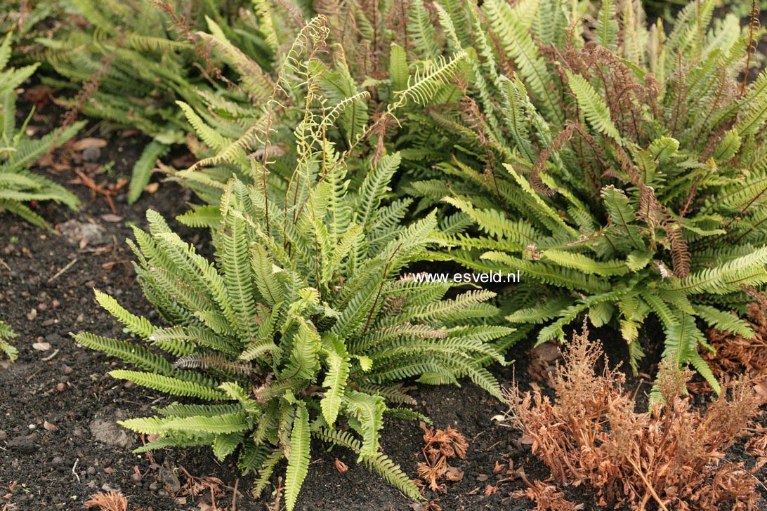 Blechnum spicant