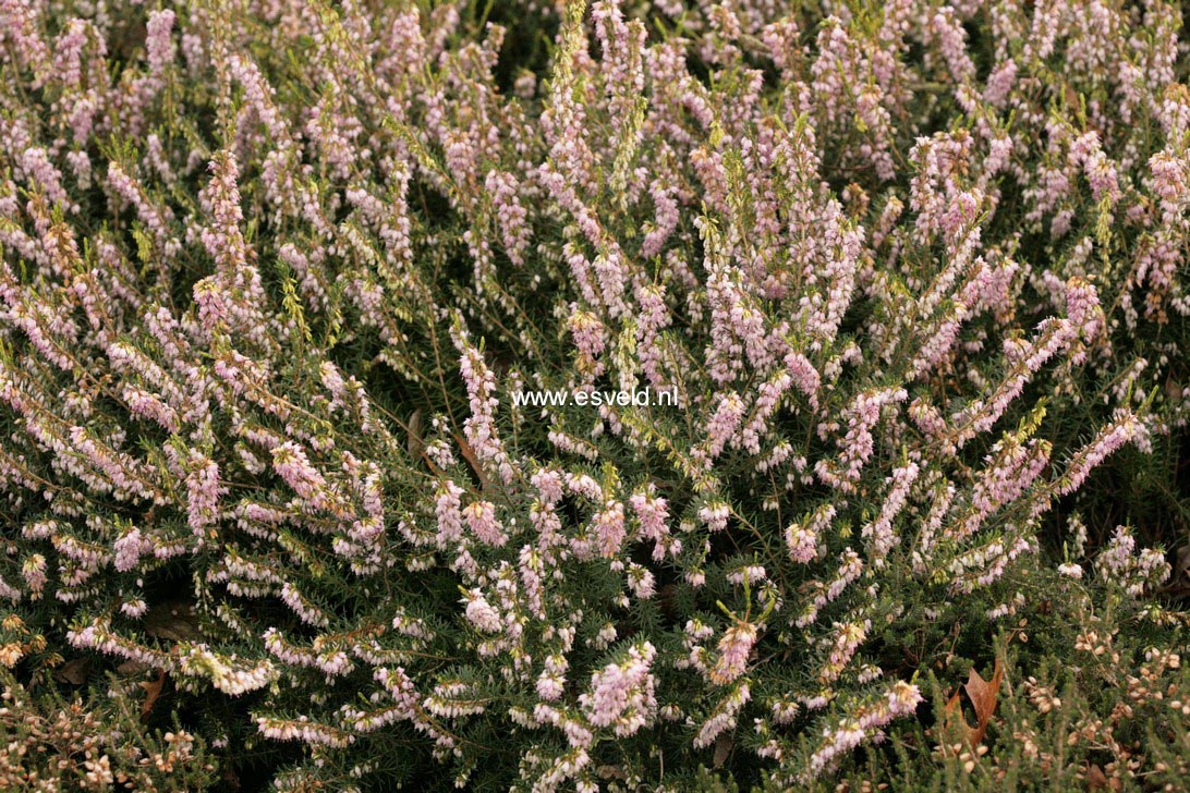 Erica darleyensis 'Darley Dale'