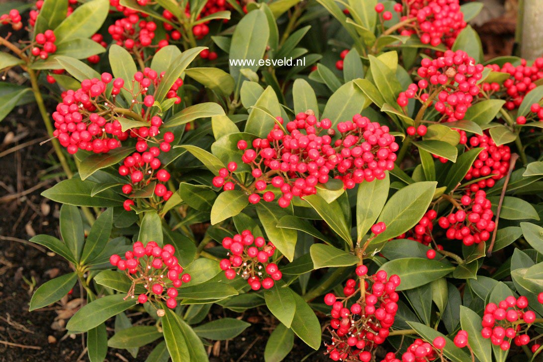 Skimmia japonica 'Pabella'
