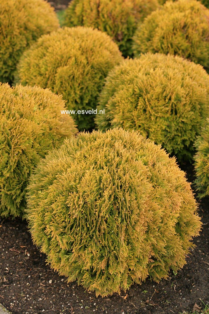 Thuja occidentalis 'Mirjam'