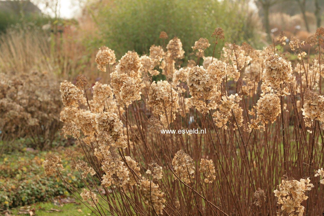 Hydrangea paniculata 'Silver Dollar'