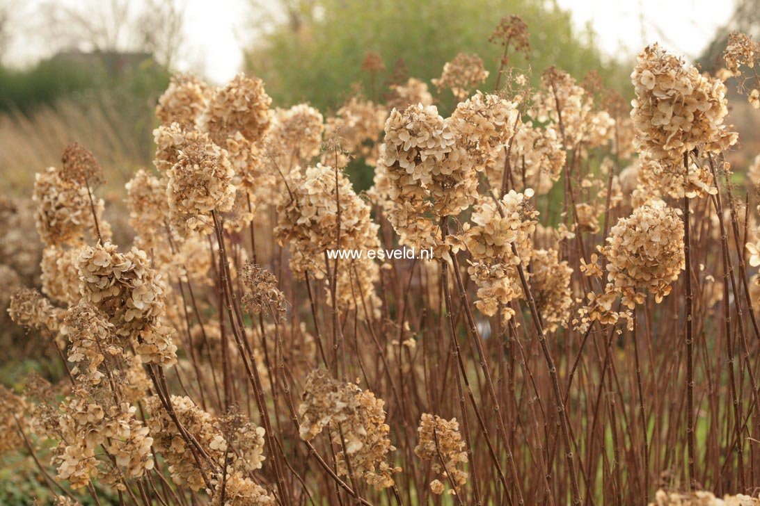 Hydrangea paniculata 'Silver Dollar'