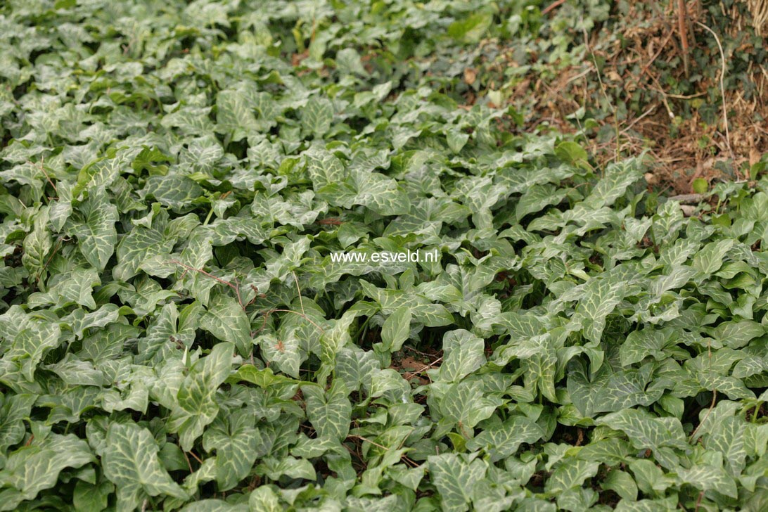 Arum italicum