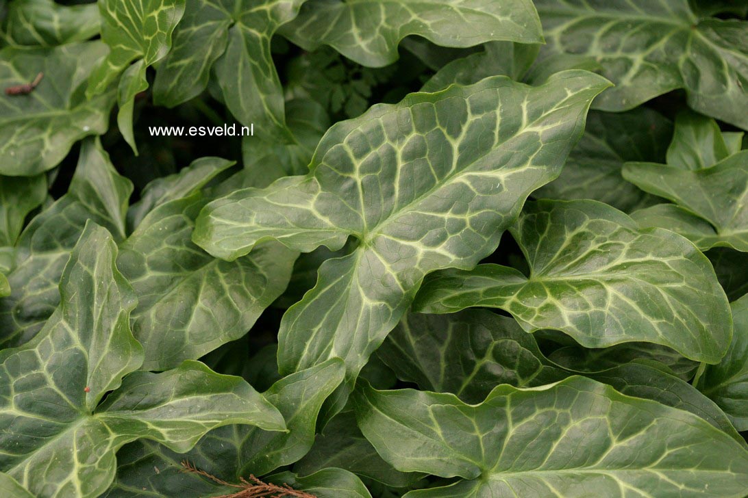 Arum italicum