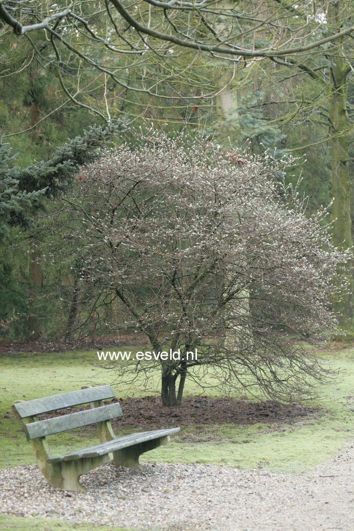 Magnolia stellata
