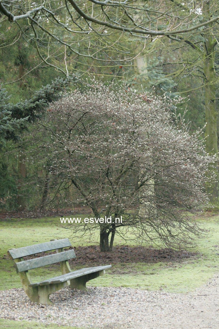 Magnolia stellata