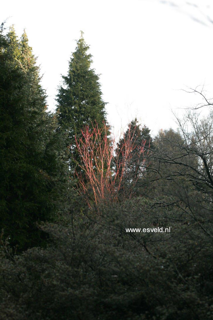 Acer pensylvanicum 'Erythrocladum'