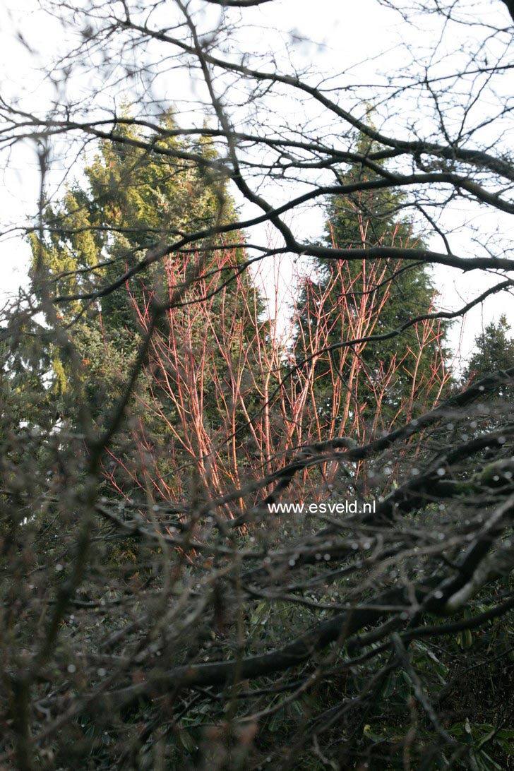 Acer pensylvanicum 'Erythrocladum'