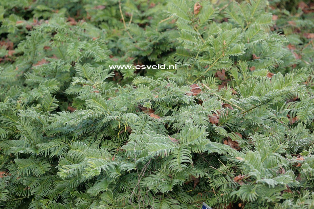 Cephalotaxus harringtonii 'Gimborn's Pillow'