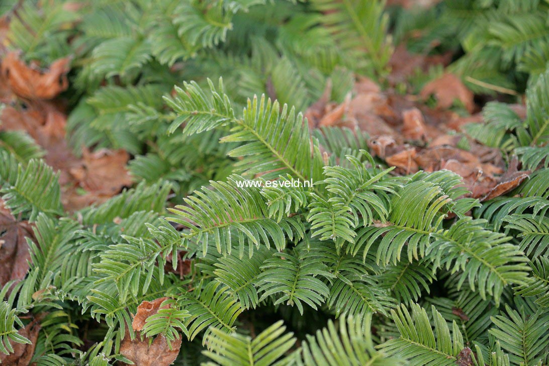 Cephalotaxus harringtonii 'Gimborn's Pillow'