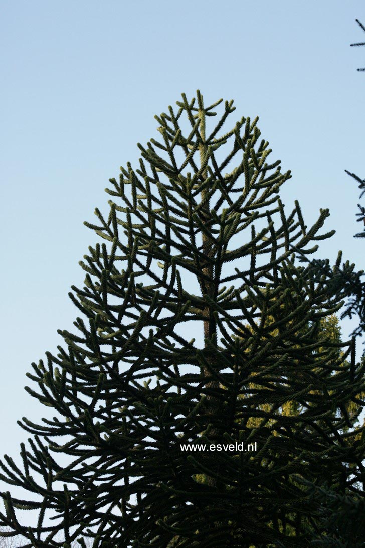 Araucaria araucana