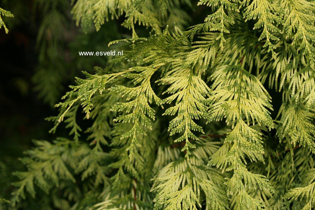 Thuja plicata 'Irish Gold'