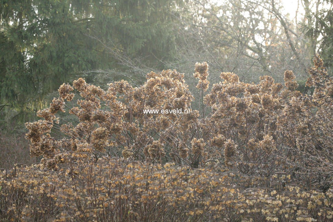 Hydrangea paniculata 'Unique'