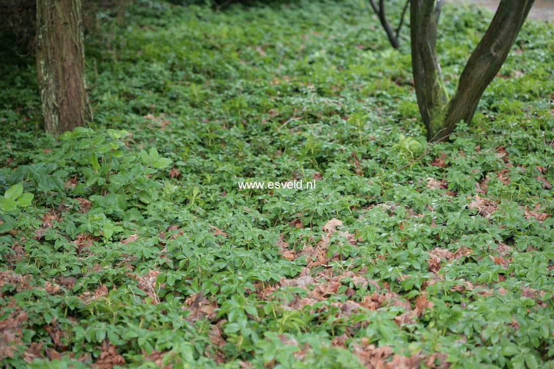 Pachysandra terminalis