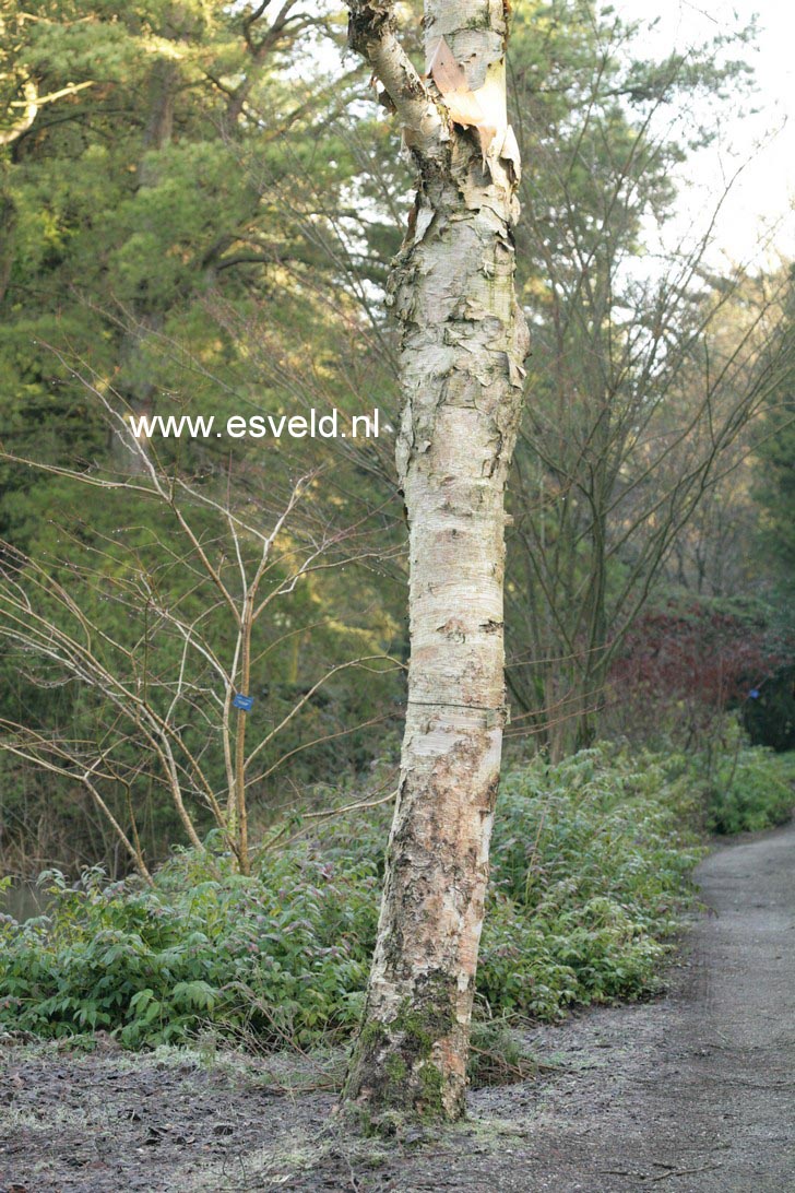 Betula ermanii 'Blush'