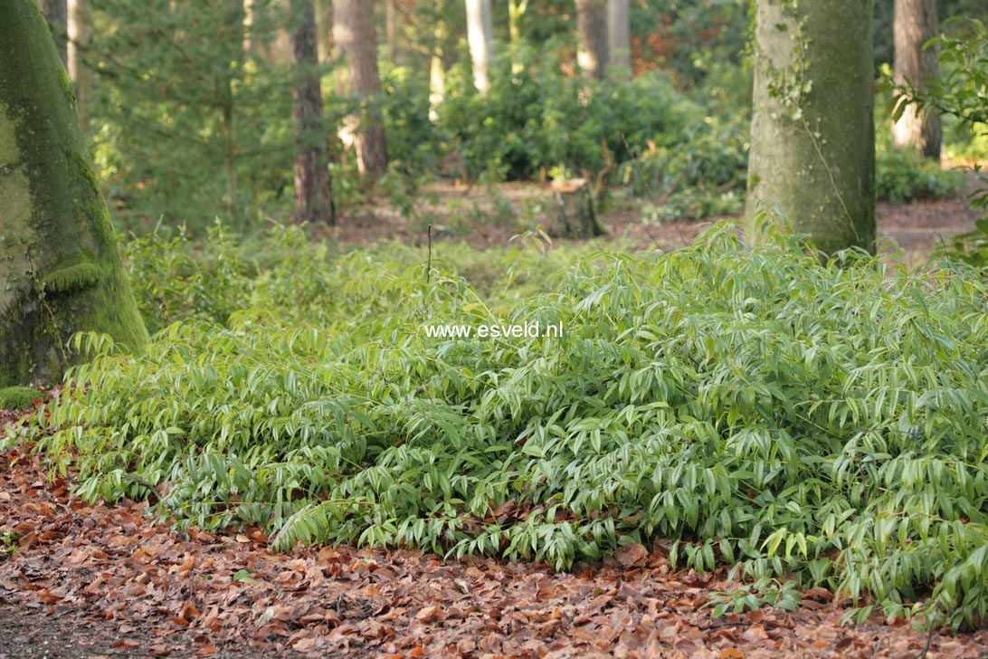 Leucothoe fontanesiana