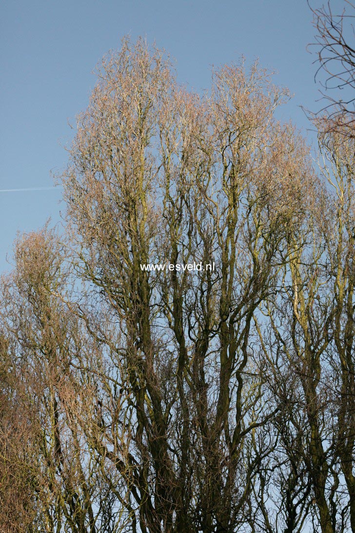 Quercus robur 'Fastigiata' (SKYROCKET)