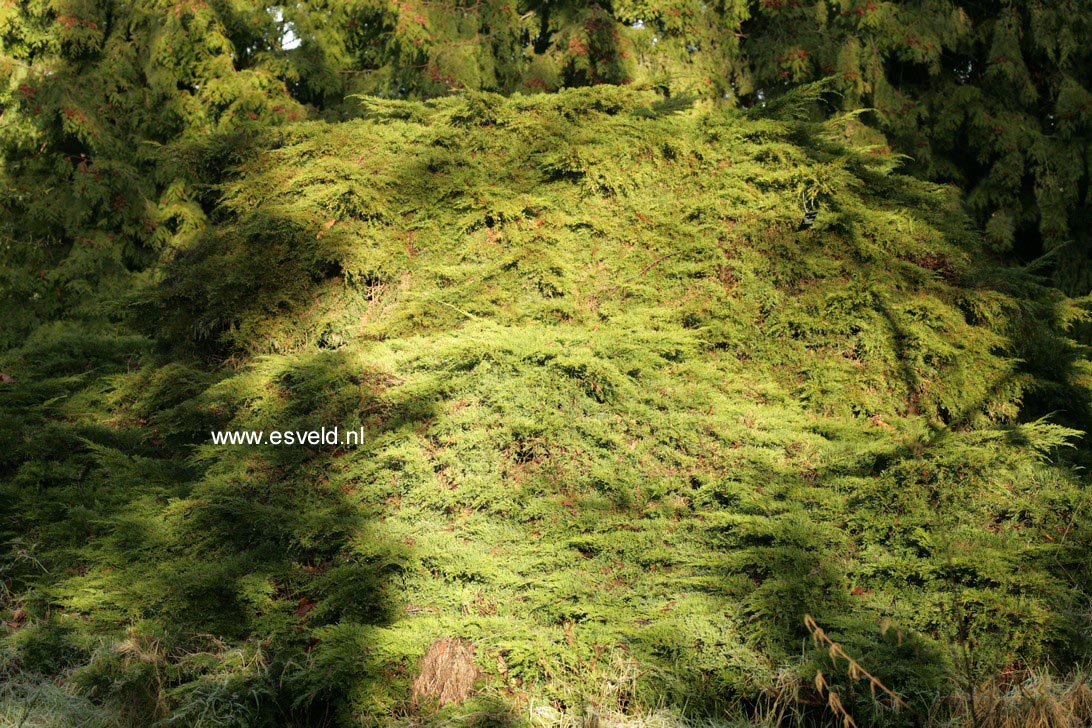 Juniperus pfitzeriana 'Wilhelm Pfitzer'