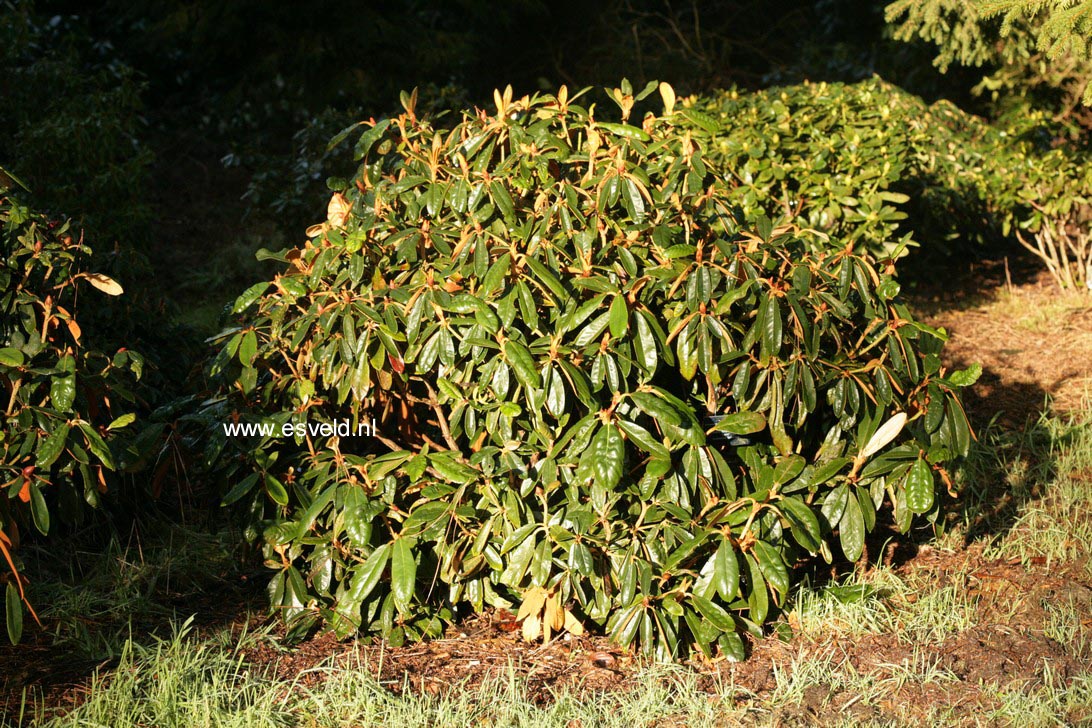 Rhododendron 'Lem's Monarch'