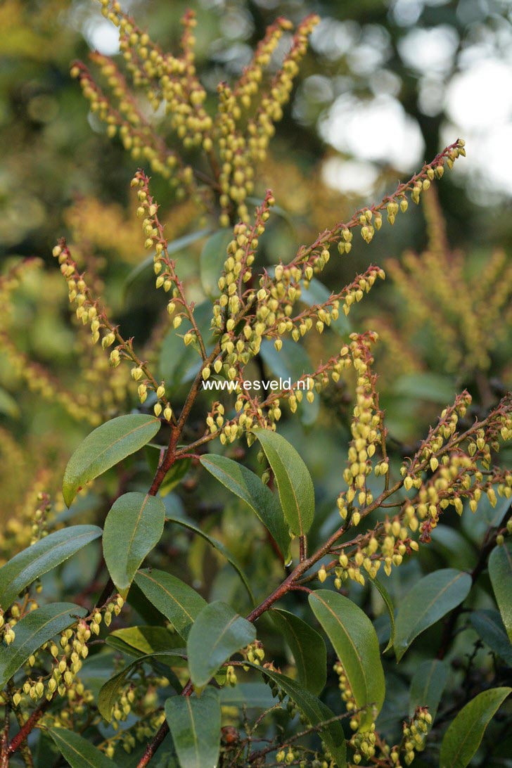 Pieris floribunda