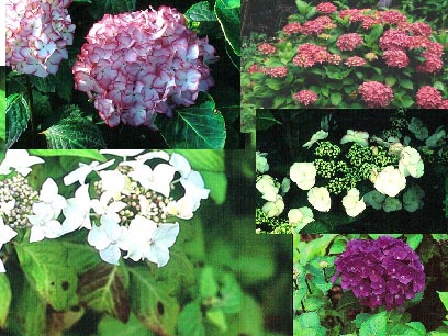 Plantenwinkel: Hydrangea Aanbiedingspakket A in 2 liter pot  www 