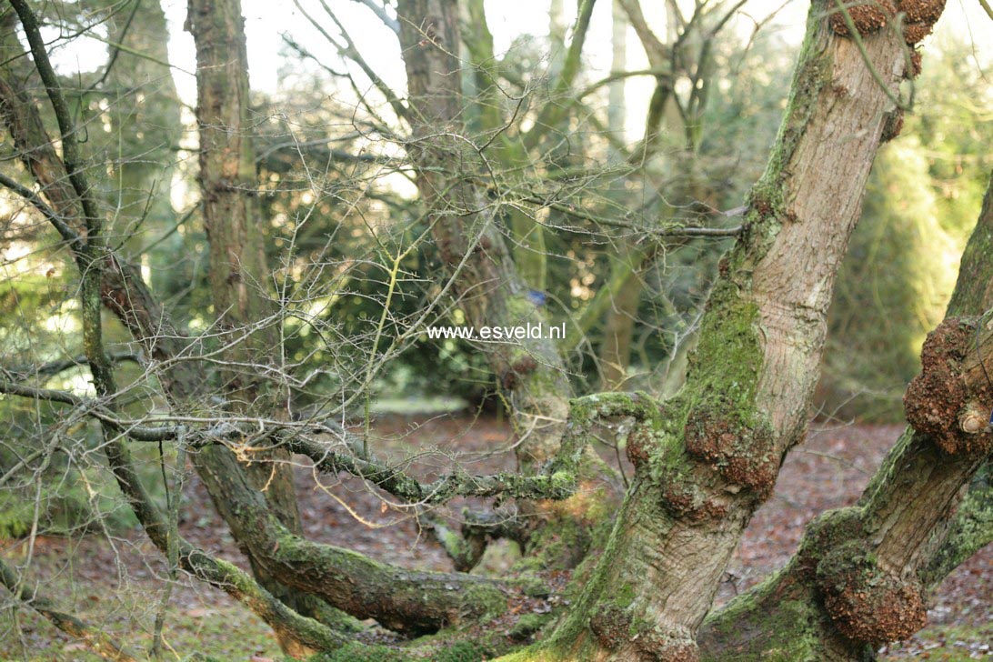 Nothofagus antarctica