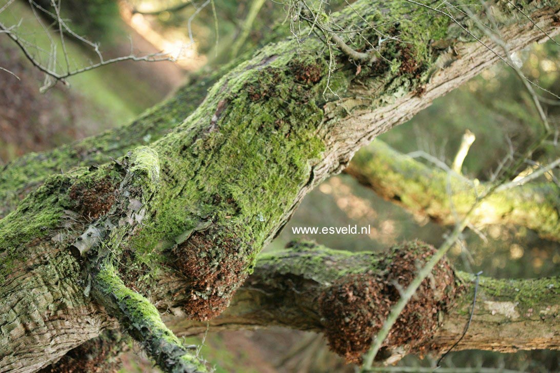 Nothofagus antarctica