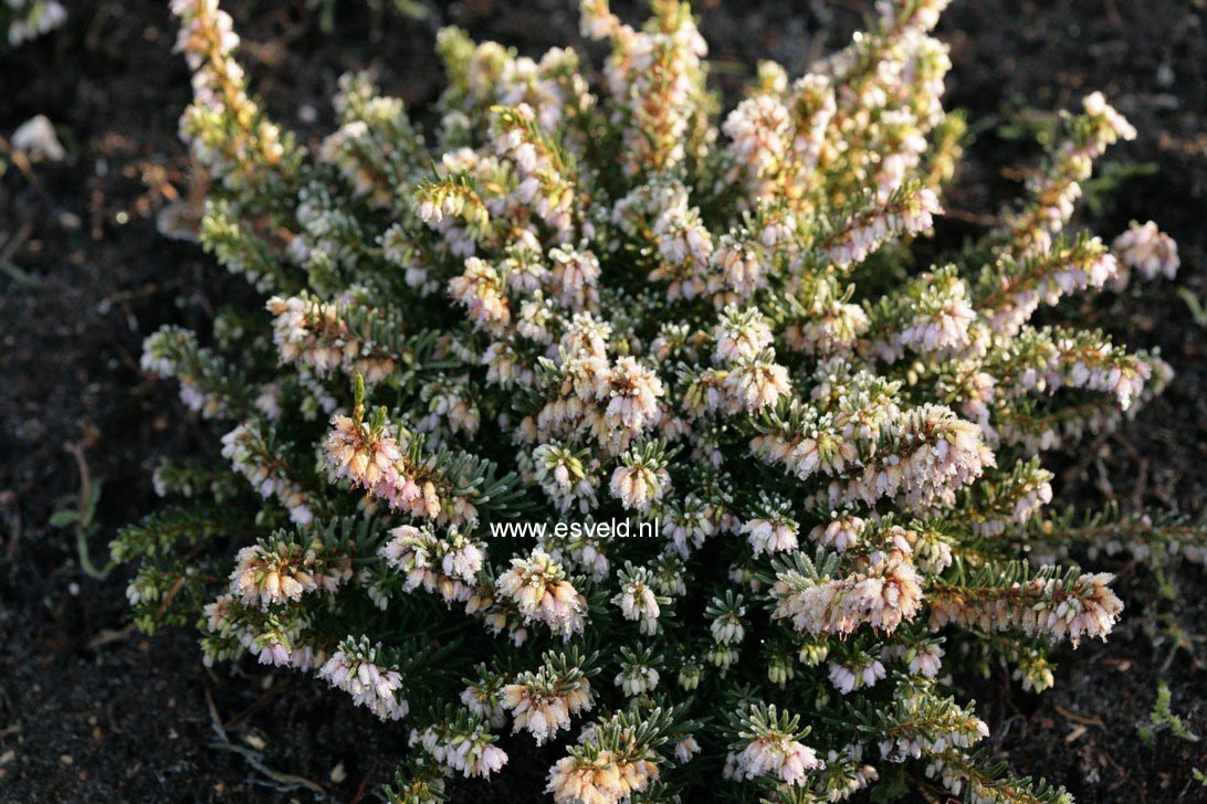 Erica darleyensis 'Darley Dale'