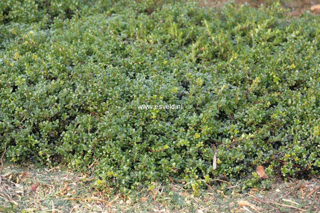 Arctostaphylos uva-ursi