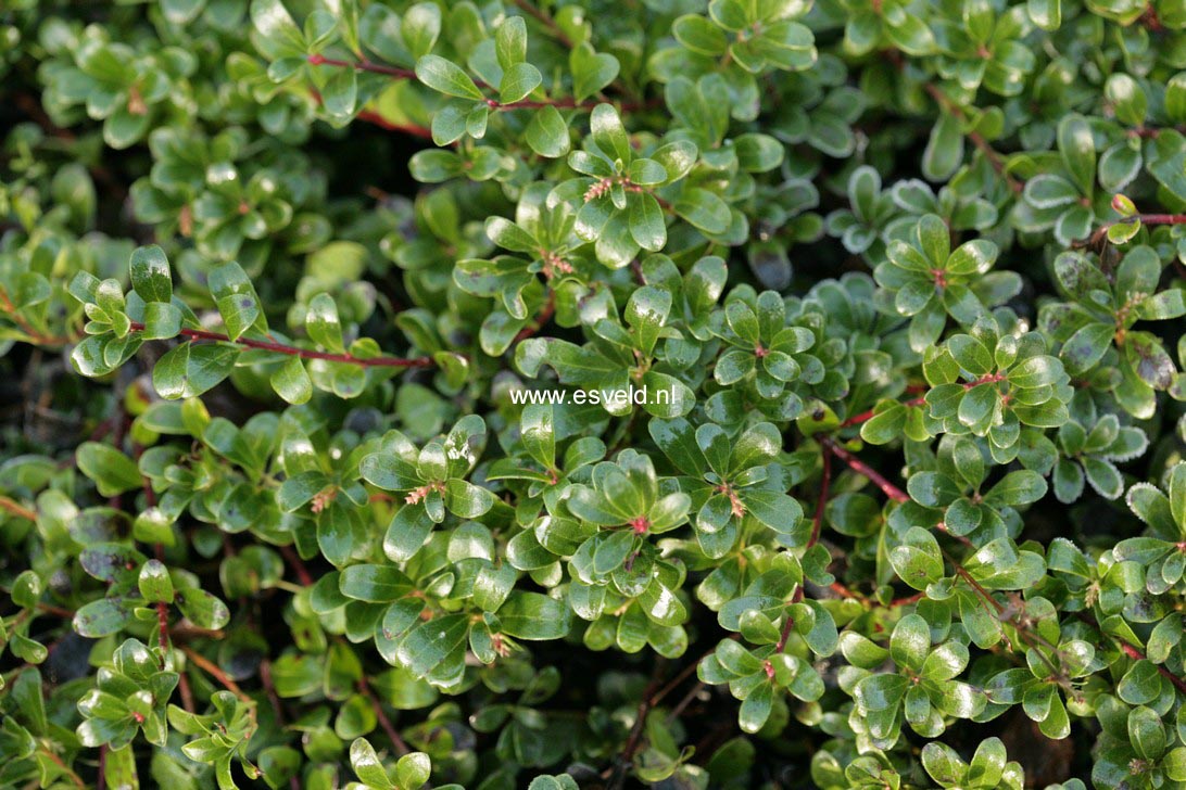 Arctostaphylos uva-ursi