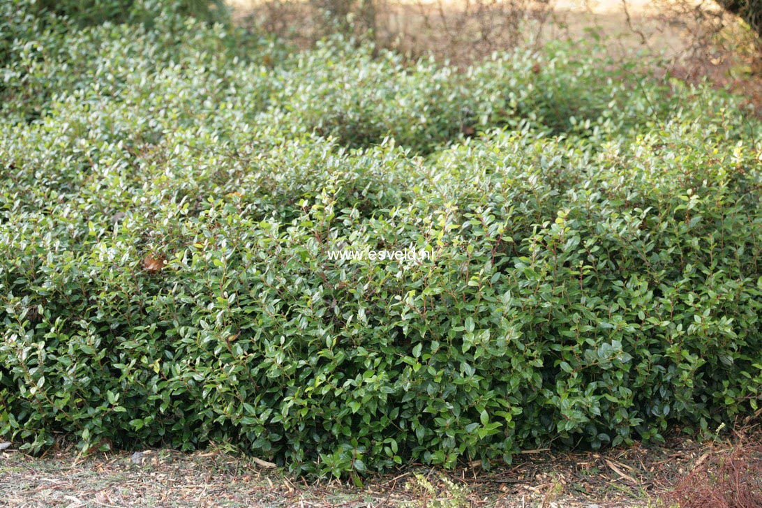 Gaultheria wisleyensis 'Pink Pixie'