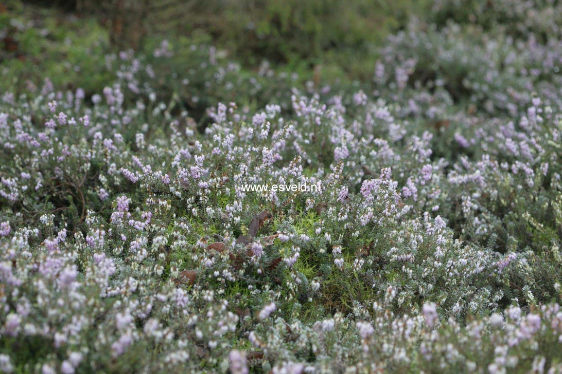 Erica carnea 'Winter Beauty'