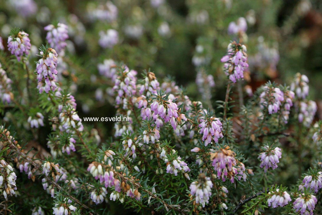 Erica carnea 'Winter Beauty'