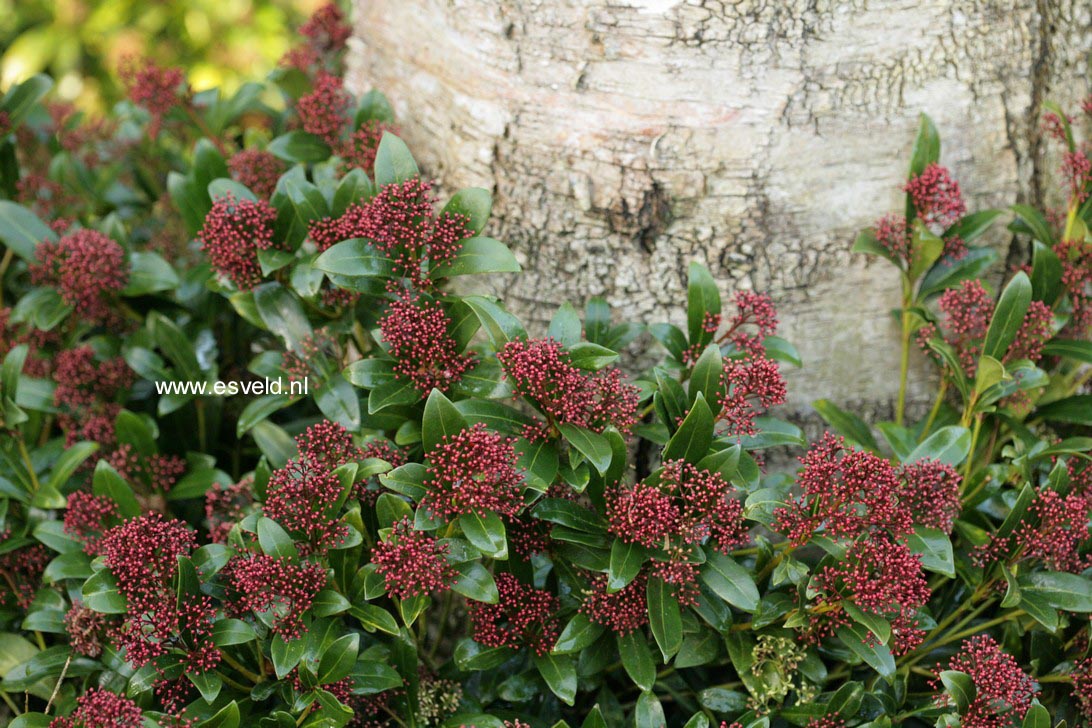 Skimmia japonica 'Rubinetta'