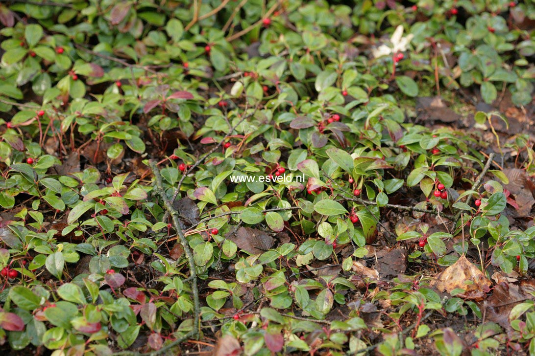 Gaultheria procumbens