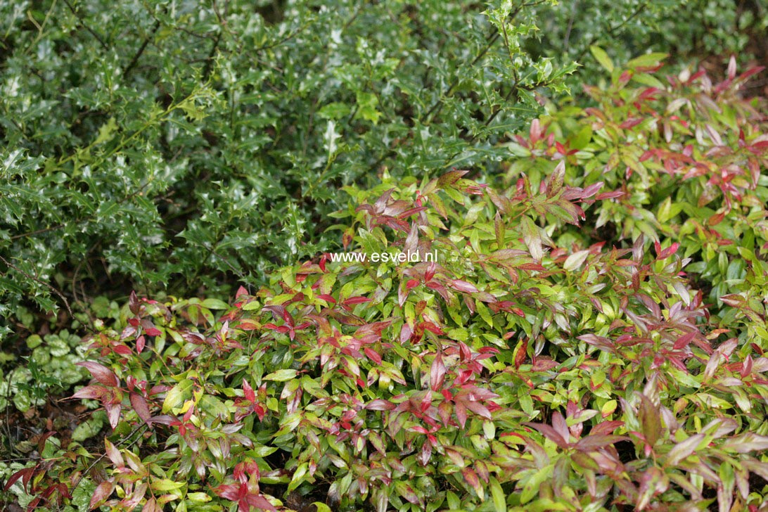 Leucothoe 'Zeblid' (SCARLETTA)