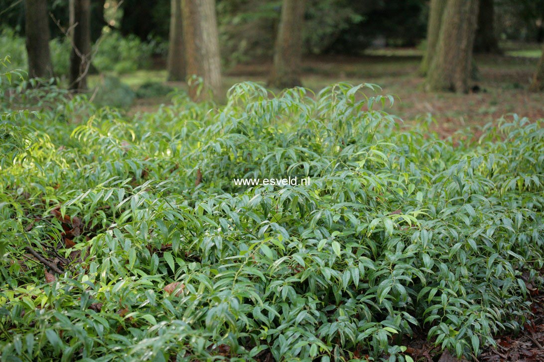 Leucothoe fontanesiana