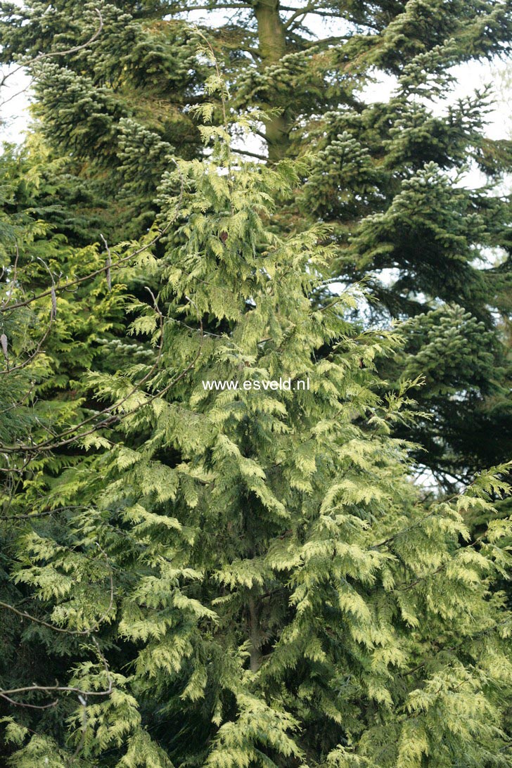 Thuja plicata 'Zebrina'