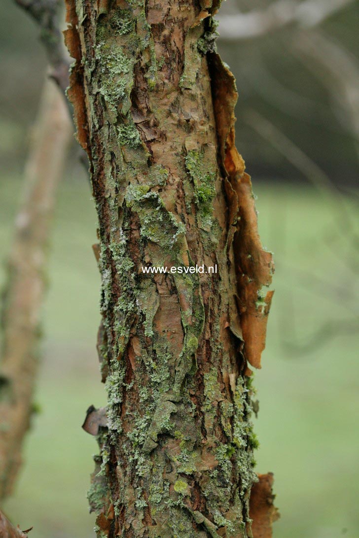 Chionanthus retusus