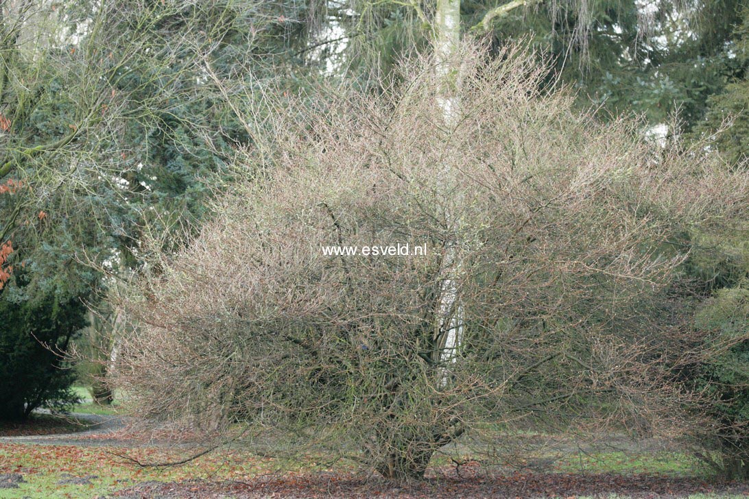 Corylopsis sinensis