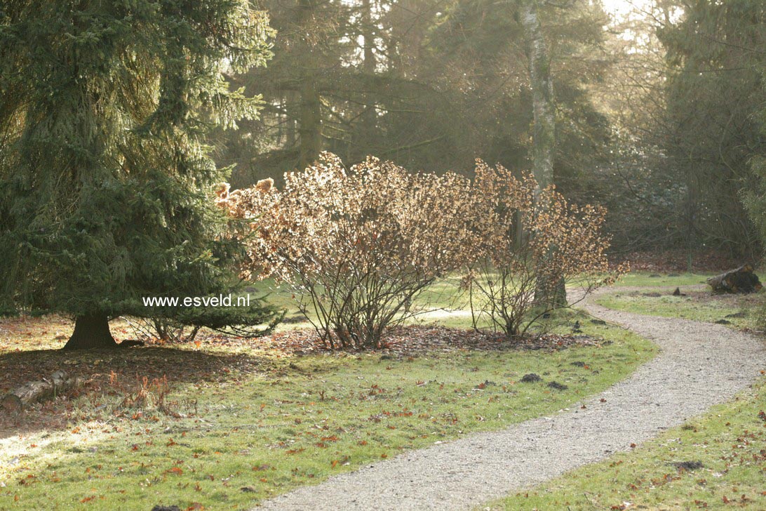 Hydrangea paniculata